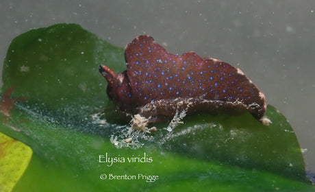 elysia viridis - nudibranch