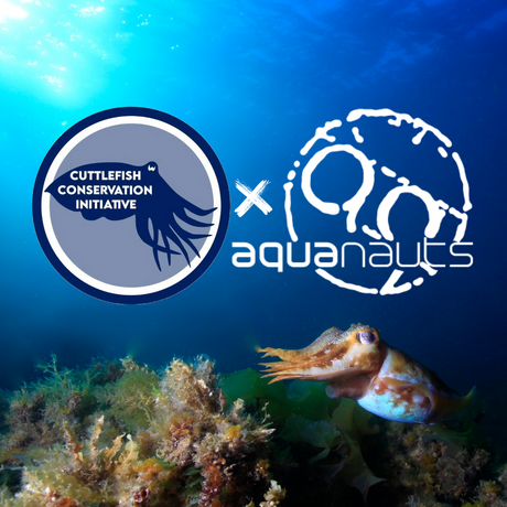 AQUANAUTS x CCI COLLABORATION!