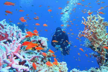 diver swimming through shoal of colourful fish