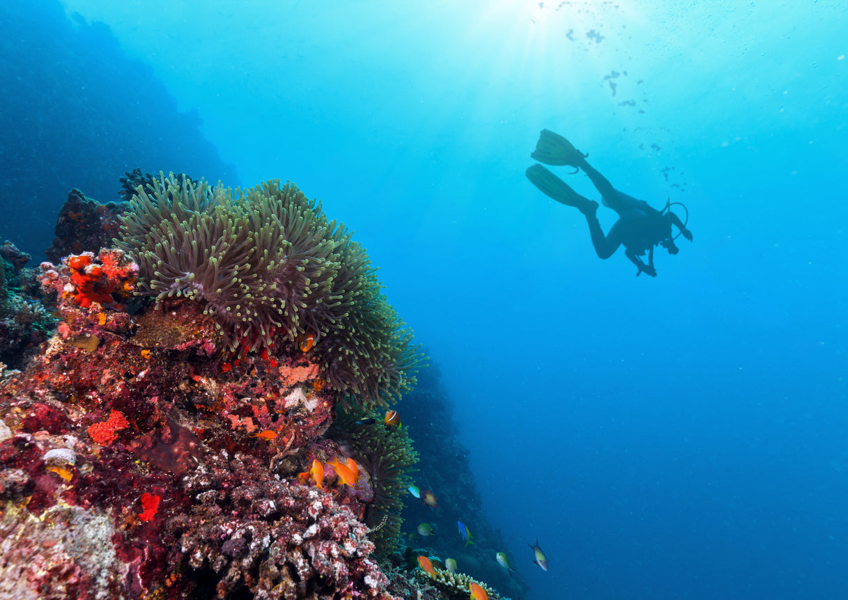 silhouette of scuba diver exploring coral reef